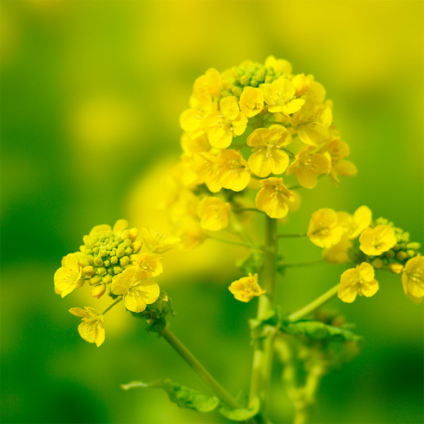 菜の花