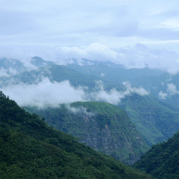 高山茶に霧が立ちこめる風景